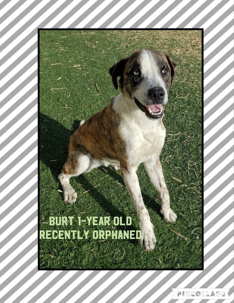 Burt, an adoptable Catahoula Leopard Dog, Mountain Cur in Jerome, ID, 83338 | Photo Image 5