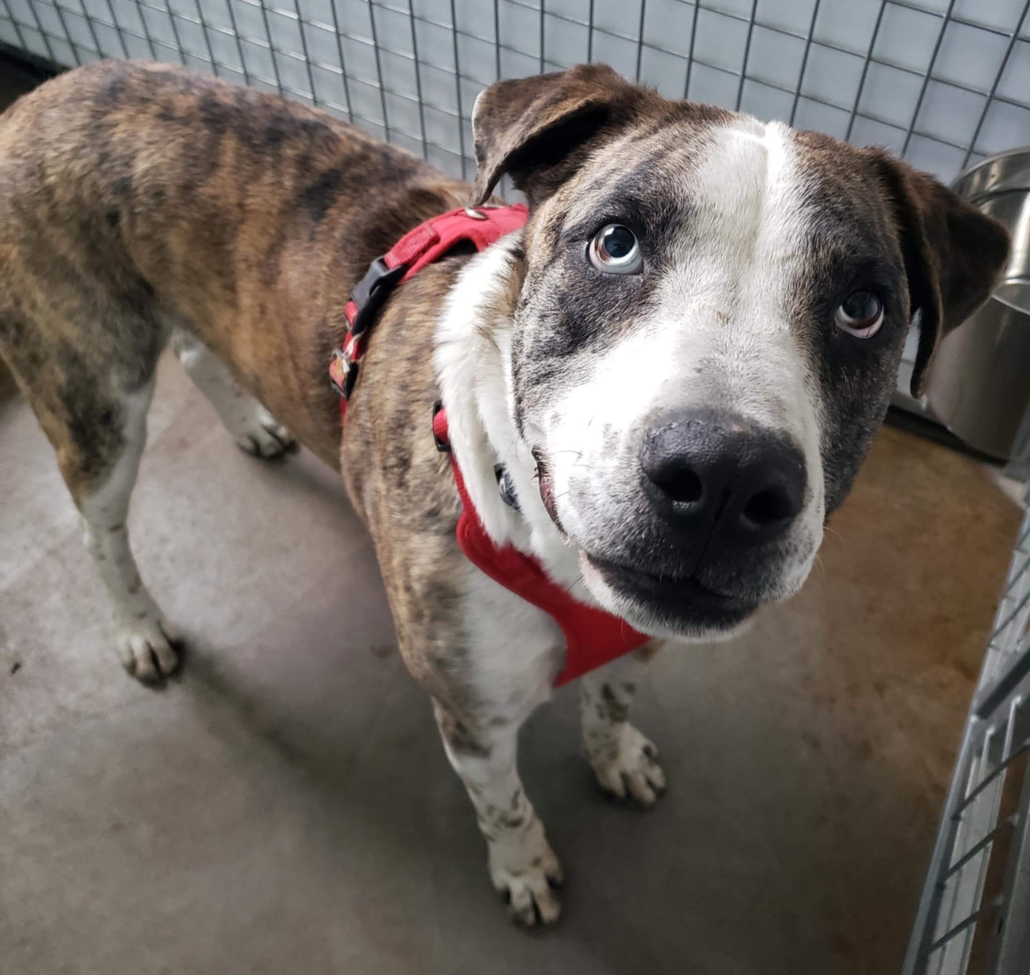Burt, an adoptable Catahoula Leopard Dog, Mountain Cur in Jerome, ID, 83338 | Photo Image 3