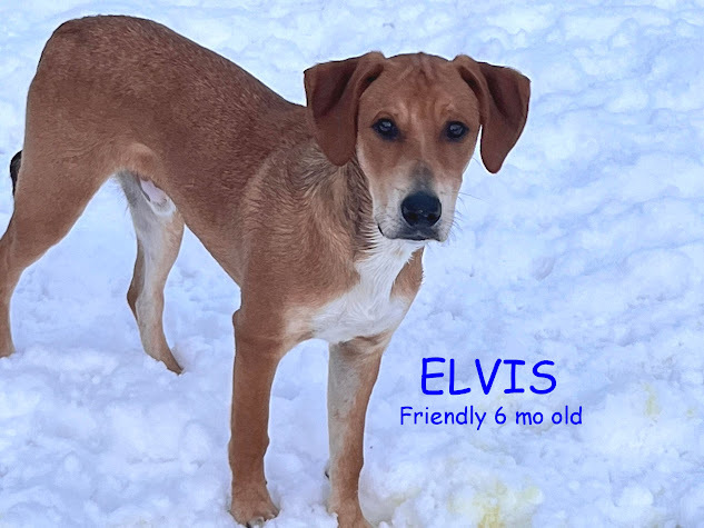 Elvis, an adoptable Redbone Coonhound in Jerome, ID, 83338 | Photo Image 1