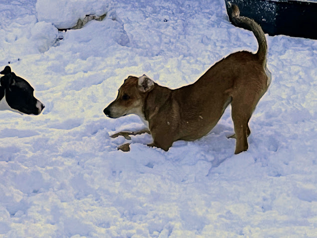 Elvis, an adoptable Redbone Coonhound in Jerome, ID, 83338 | Photo Image 2
