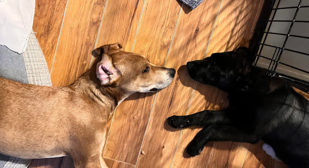 Elvis, an adoptable Redbone Coonhound in Jerome, ID, 83338 | Photo Image 3