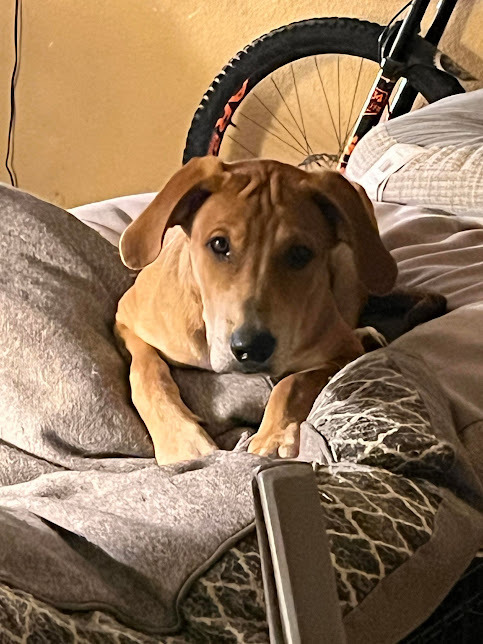 Elvis, an adoptable Redbone Coonhound in Jerome, ID, 83338 | Photo Image 4