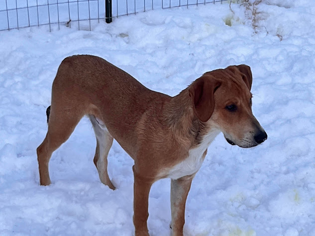 Elvis, an adoptable Redbone Coonhound in Jerome, ID, 83338 | Photo Image 6