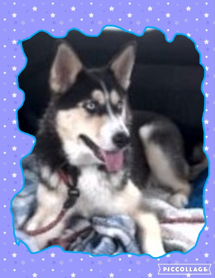 TAYLOR, an adoptable German Shepherd Dog, Siberian Husky in Jerome, ID, 83338 | Photo Image 1