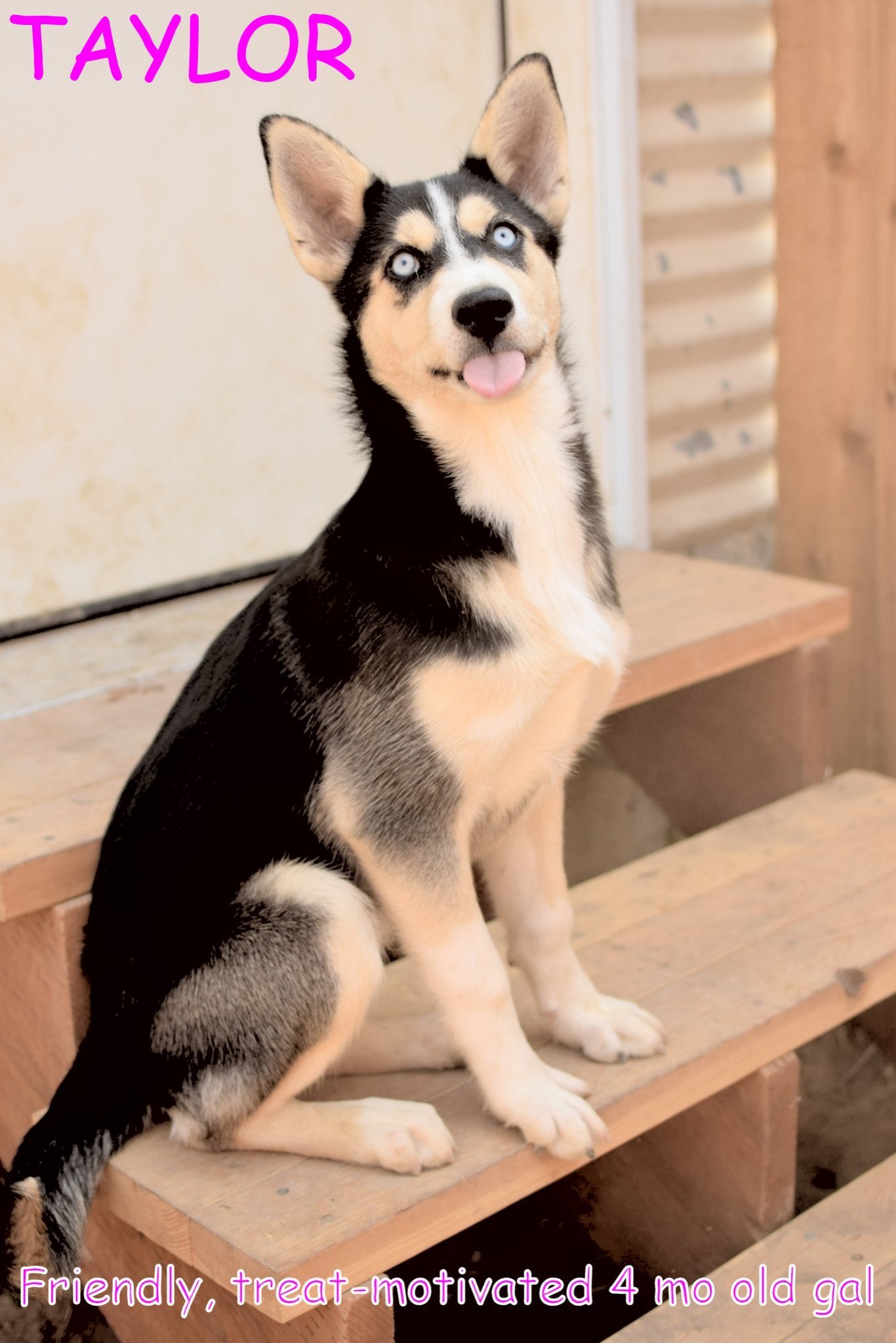 TAYLOR, an adoptable German Shepherd Dog, Siberian Husky in Jerome, ID, 83338 | Photo Image 2