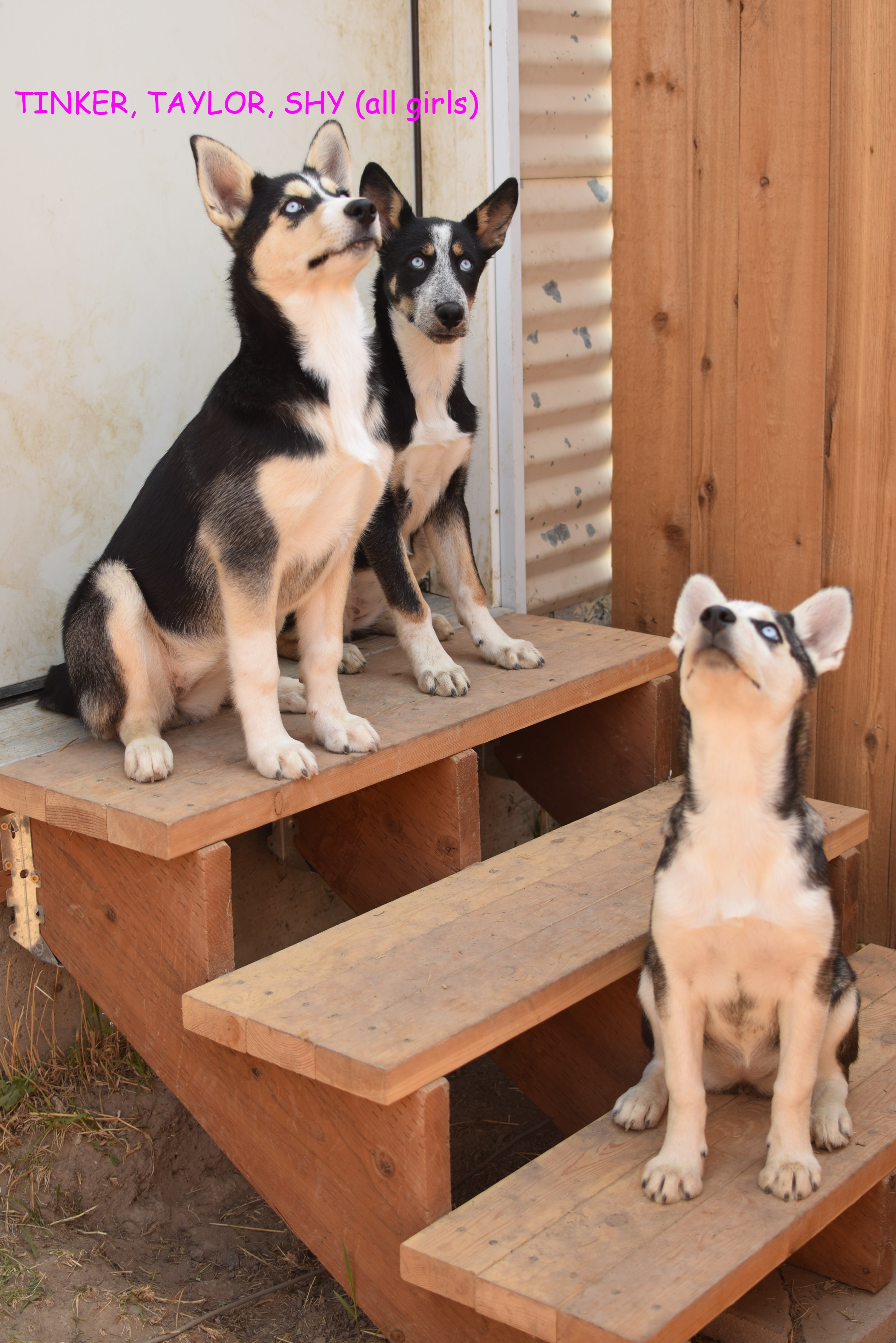 TAYLOR, an adoptable German Shepherd Dog, Siberian Husky in Jerome, ID, 83338 | Photo Image 3