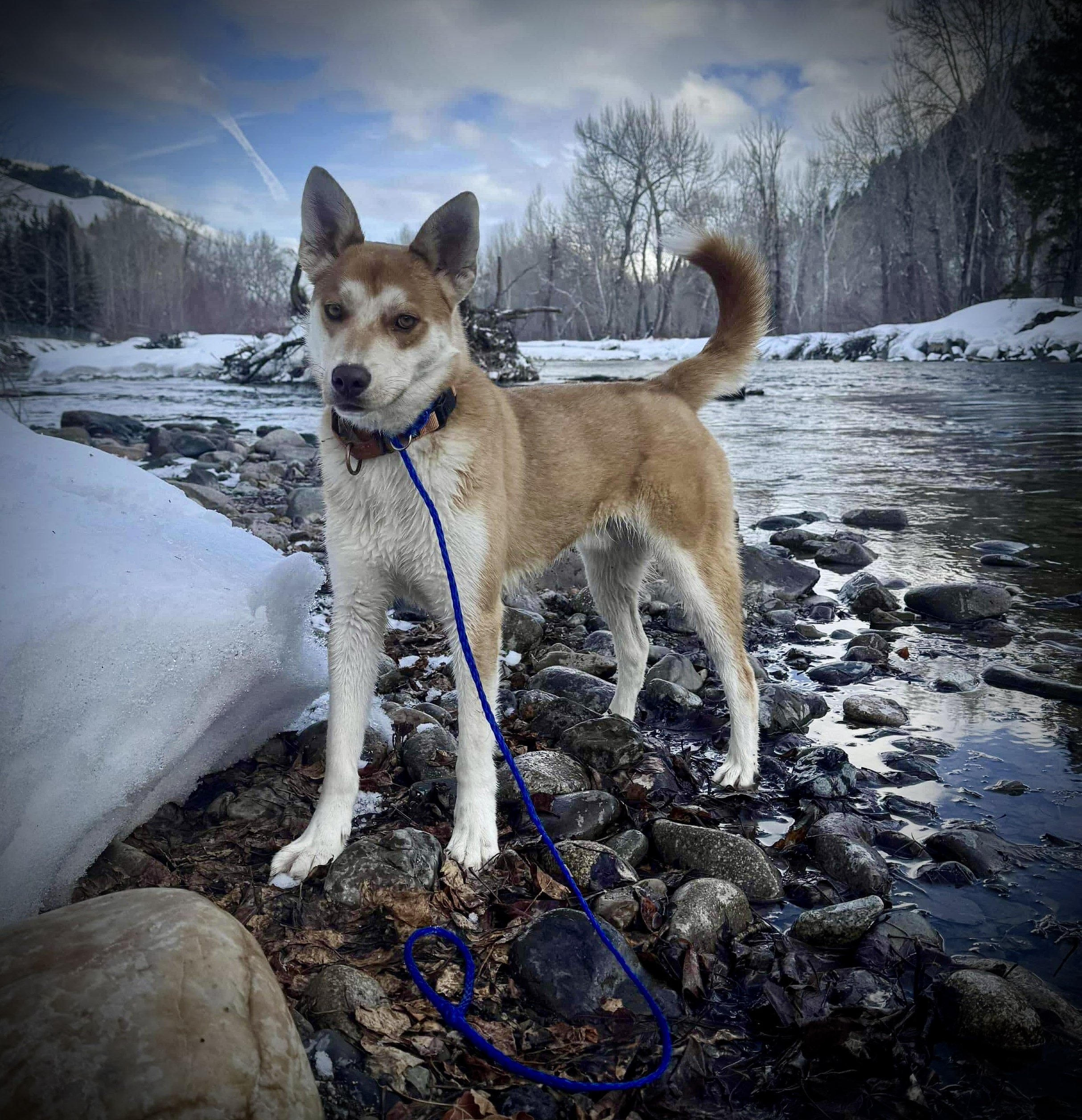 Cardinal, an adoptable Shiba Inu, Husky in Jerome, ID, 83338 | Photo Image 1