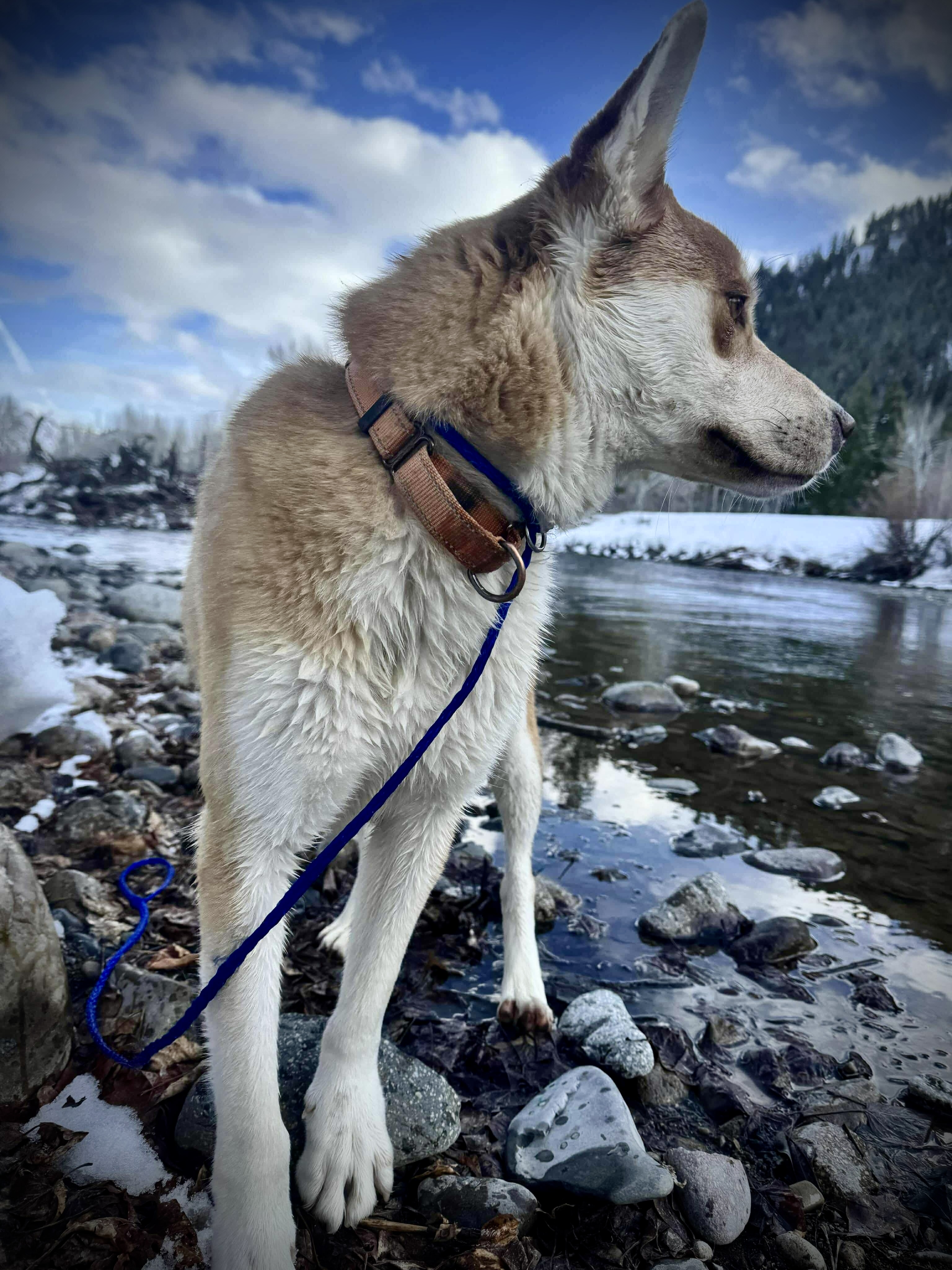 Cardinal, an adoptable Shiba Inu, Husky in Jerome, ID, 83338 | Photo Image 2