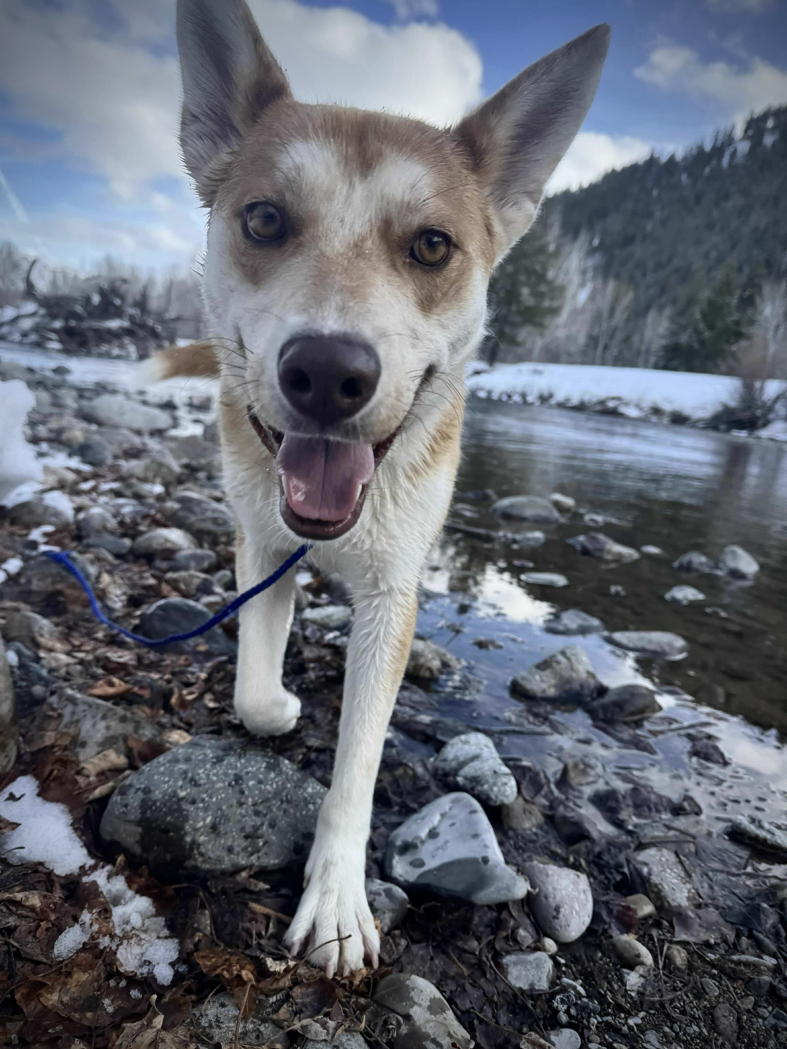 Cardinal, an adoptable Shiba Inu, Husky in Jerome, ID, 83338 | Photo Image 3