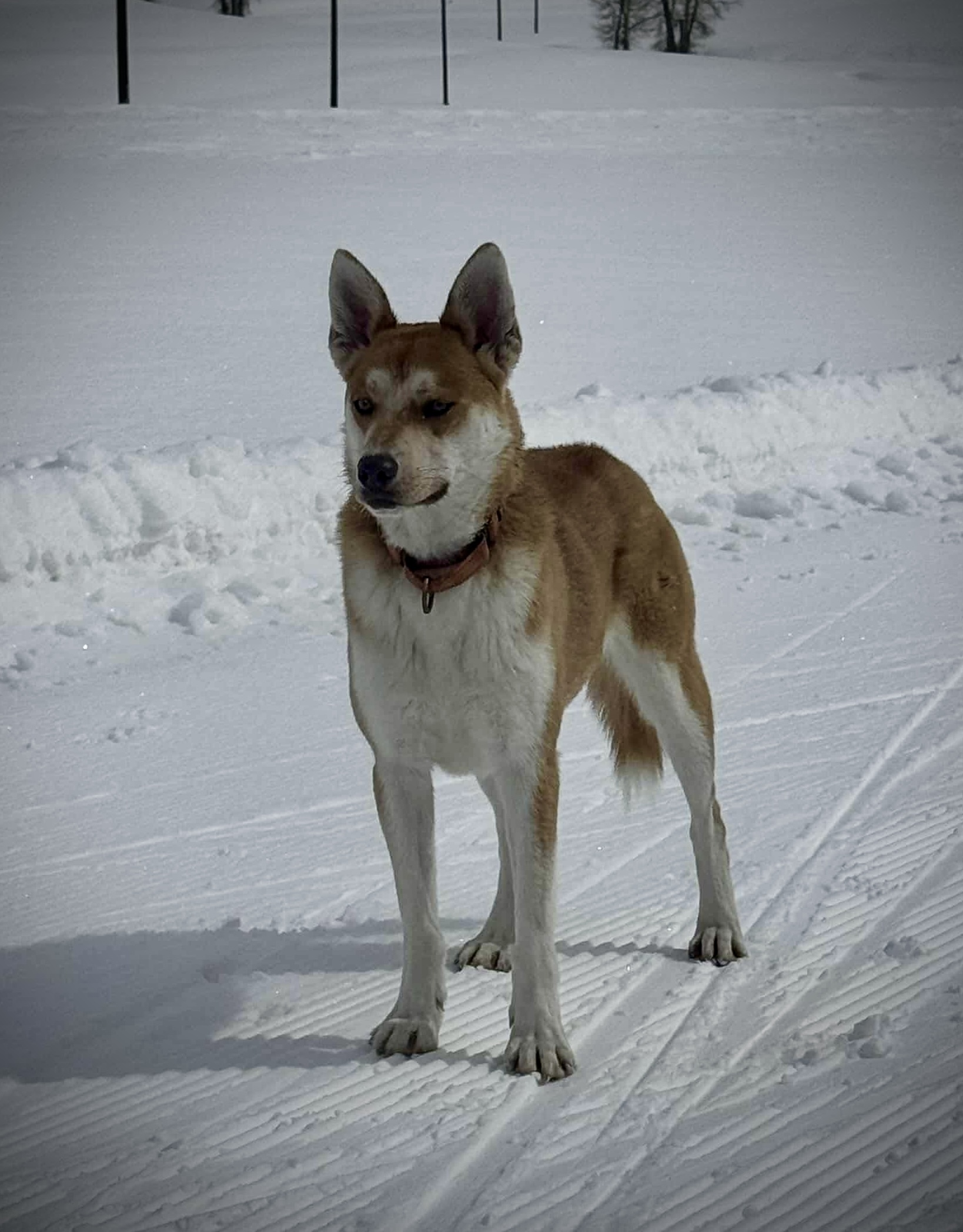 Cardinal, an adoptable Shiba Inu, Husky in Jerome, ID, 83338 | Photo Image 4