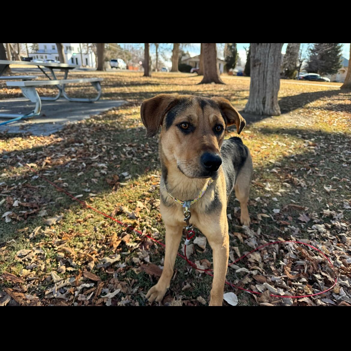 Bambi, an adoptable German Shepherd Dog in Jerome, ID, 83338 | Photo Image 1