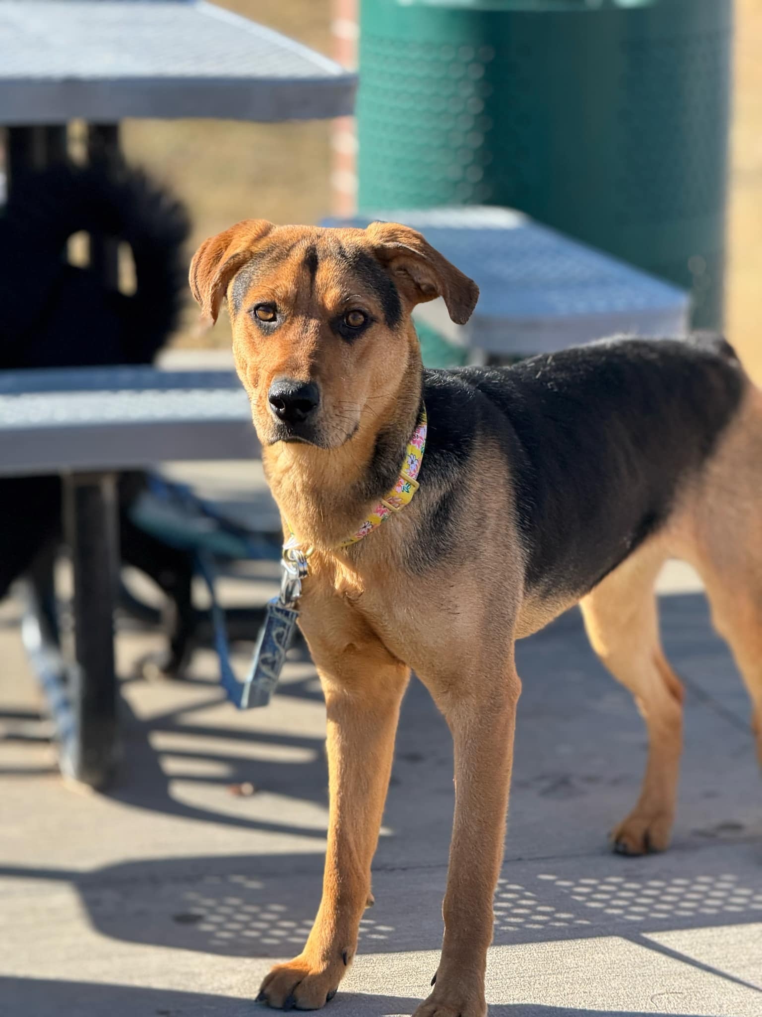 Bambi, an adoptable German Shepherd Dog in Jerome, ID, 83338 | Photo Image 2