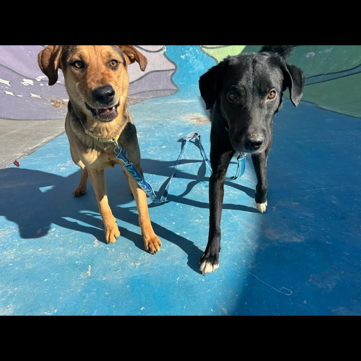 Bambi, an adoptable German Shepherd Dog in Jerome, ID, 83338 | Photo Image 4