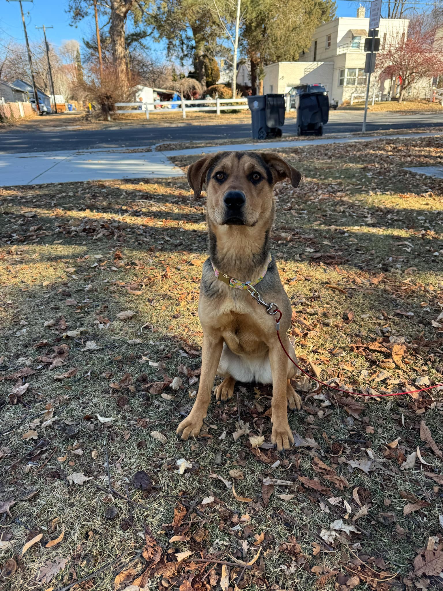 Bambi, an adoptable German Shepherd Dog in Jerome, ID, 83338 | Photo Image 6