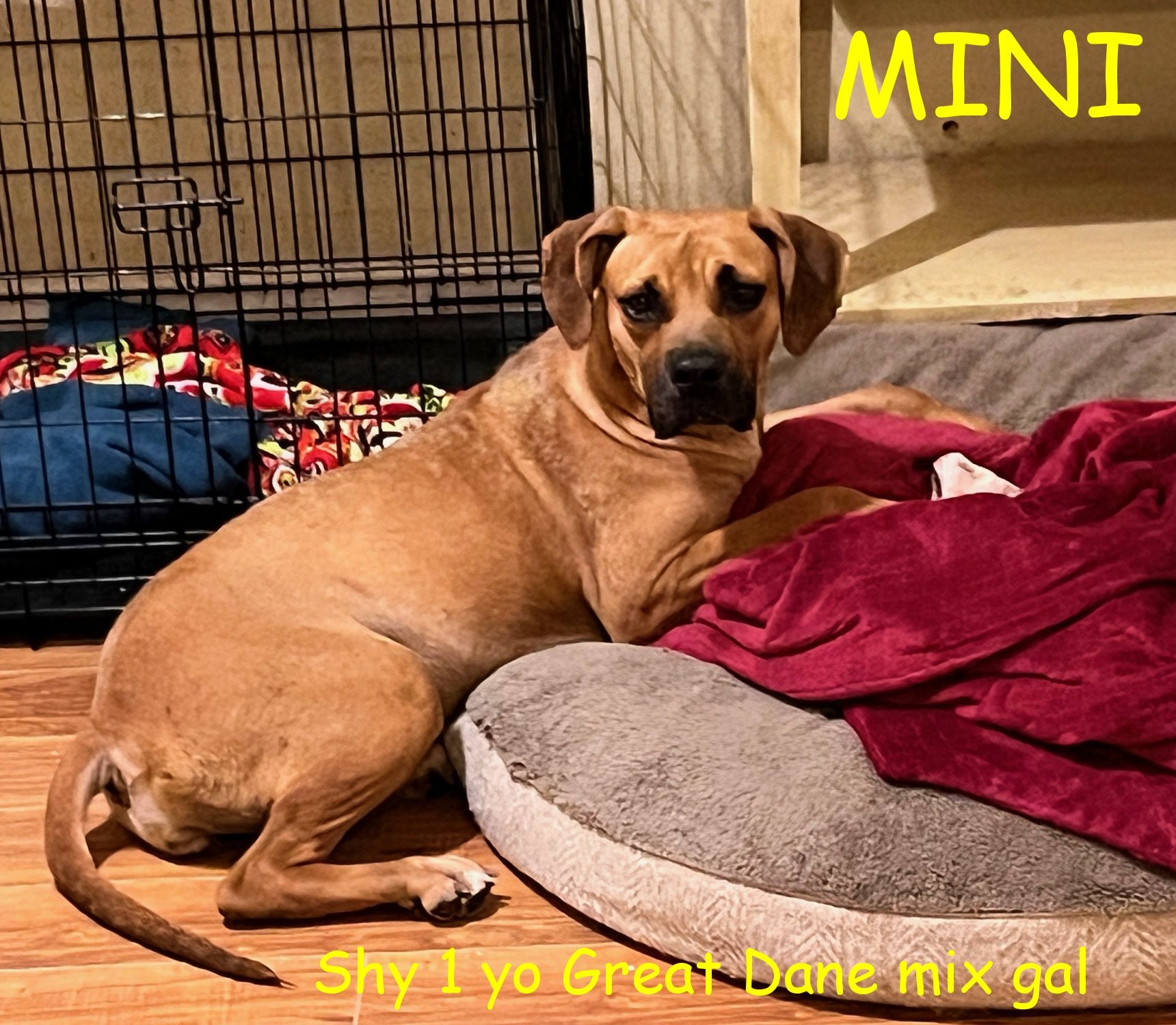 Mini, an adoptable Great Dane in Jerome, ID, 83338 | Photo Image 1