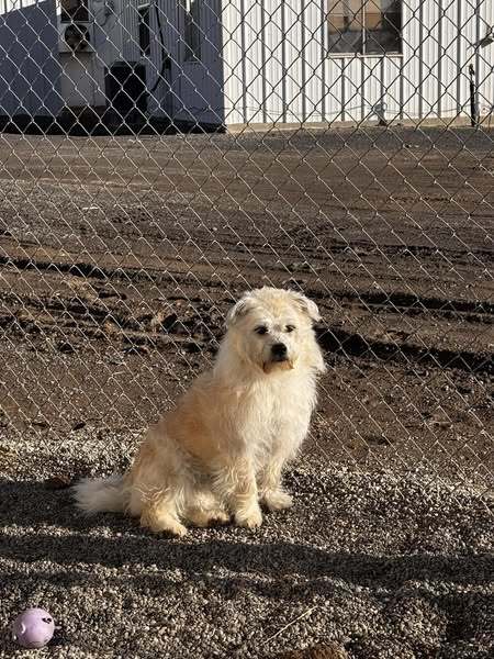 Daisy, an adoptable Shih Tzu in Jerome, ID, 83338 | Photo Image 1