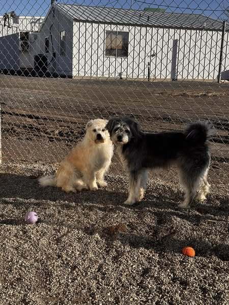 Daisy, an adoptable Shih Tzu in Jerome, ID, 83338 | Photo Image 2