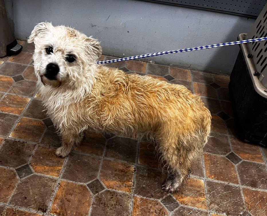 Daisy, an adoptable Shih Tzu in Jerome, ID, 83338 | Photo Image 3