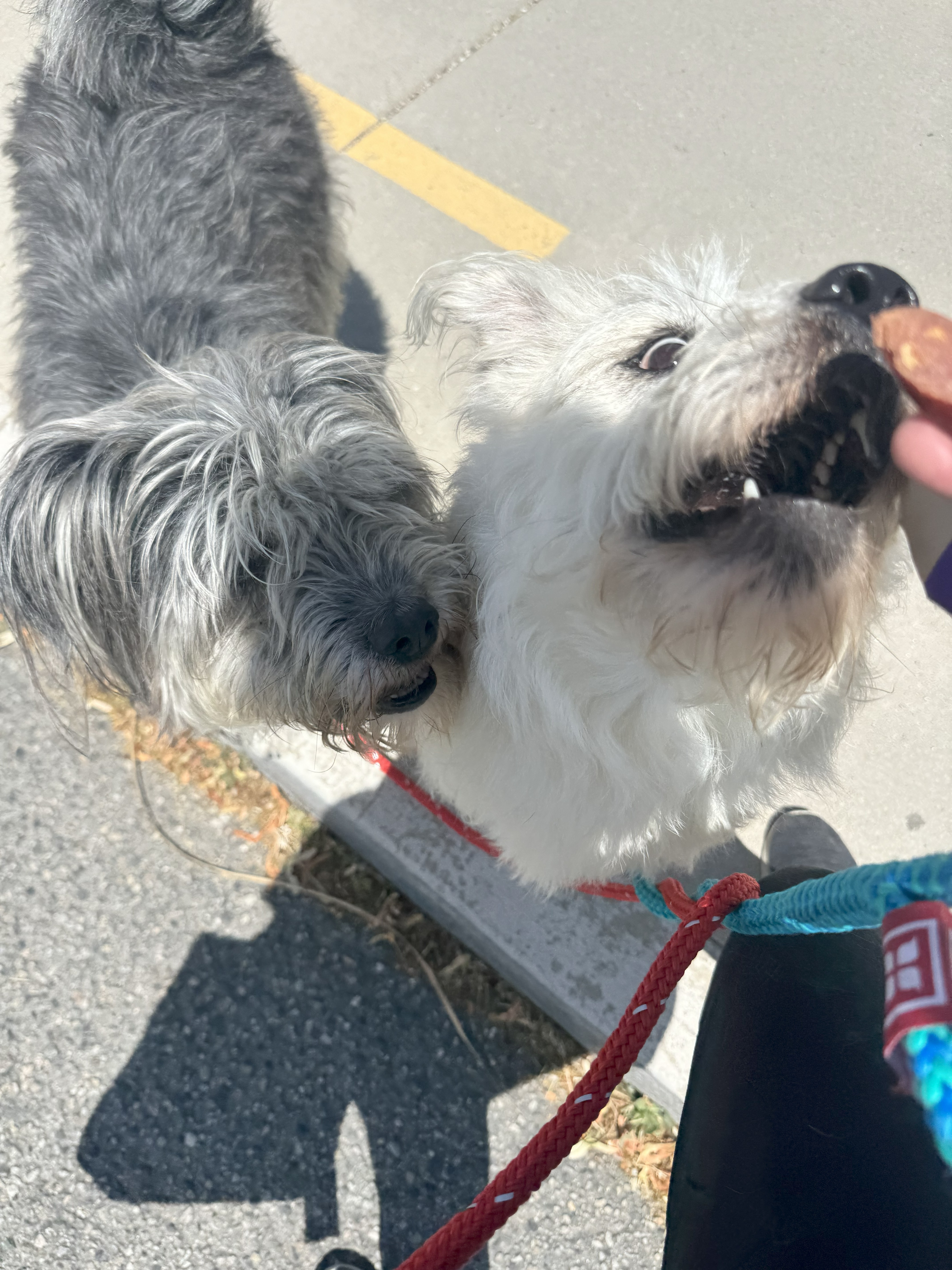 Daisy, an adoptable Miniature Poodle, Tibetan Terrier in Jerome, ID, 83338 | Photo Image 3