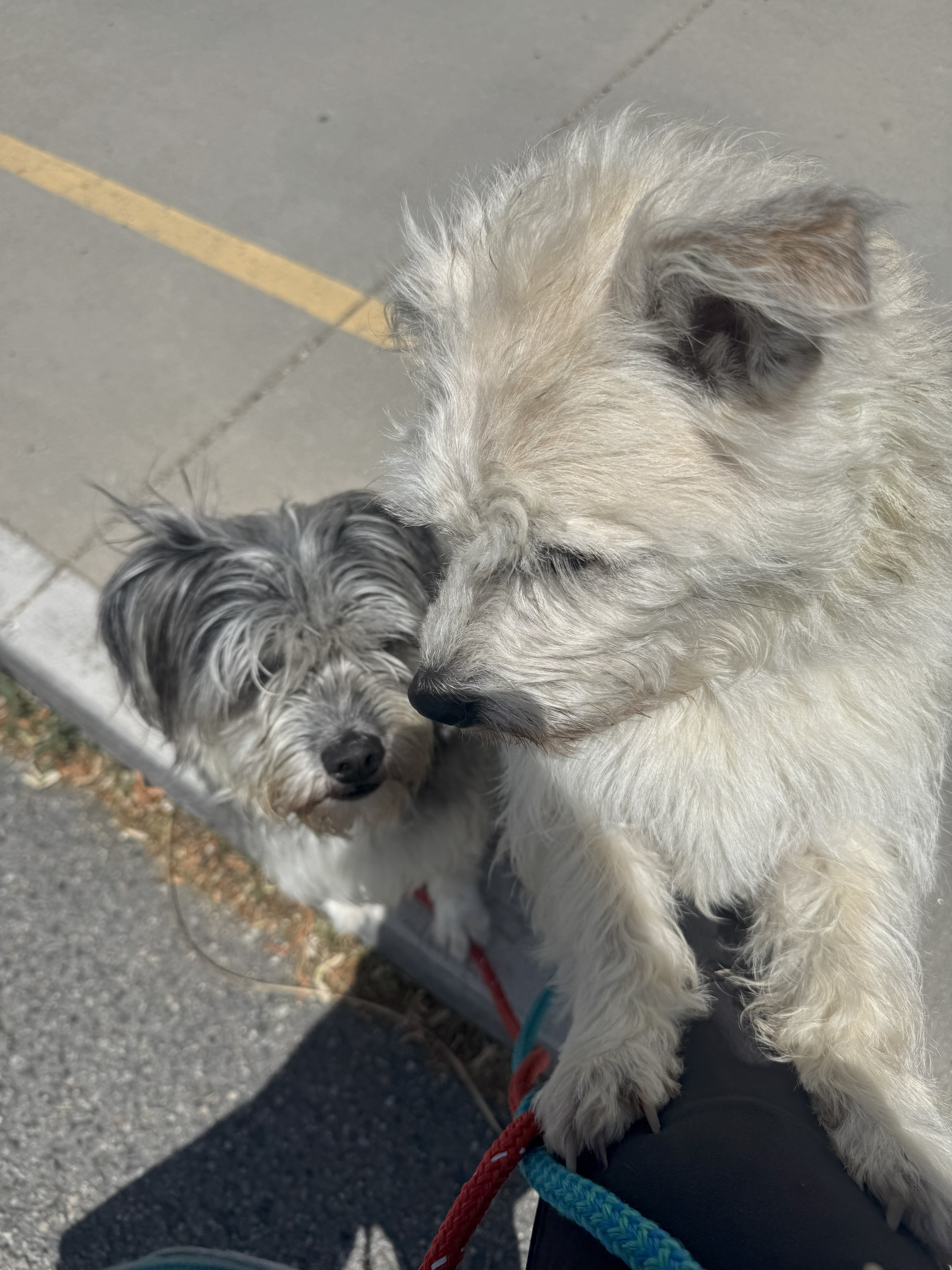Daisy, an adoptable Miniature Poodle, Tibetan Terrier in Jerome, ID, 83338 | Photo Image 4