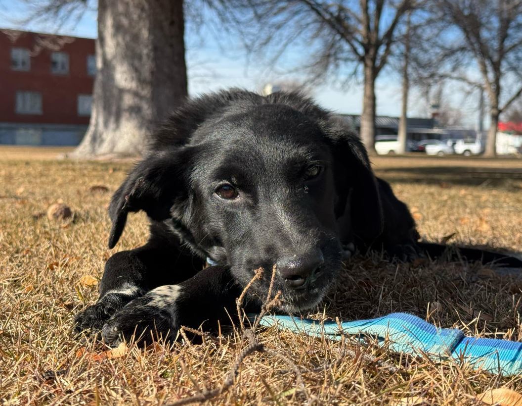 Theodore, an adoptable Border Collie in Jerome, ID, 83338 | Photo Image 1