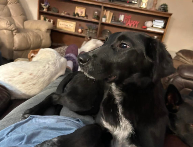 Theodore, an adoptable Border Collie in Jerome, ID, 83338 | Photo Image 2