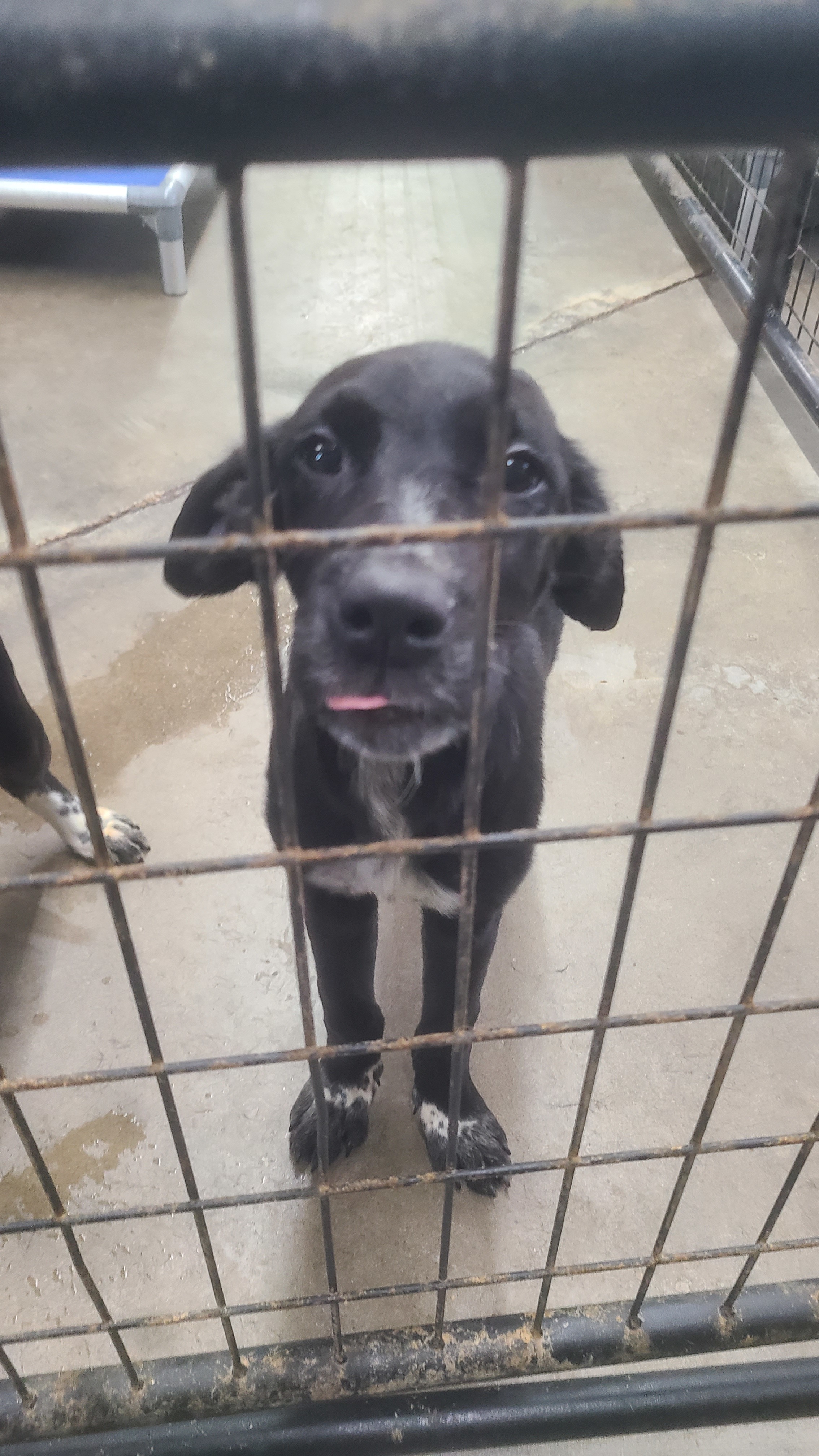 Theodore, an adoptable Border Collie in Jerome, ID, 83338 | Photo Image 3