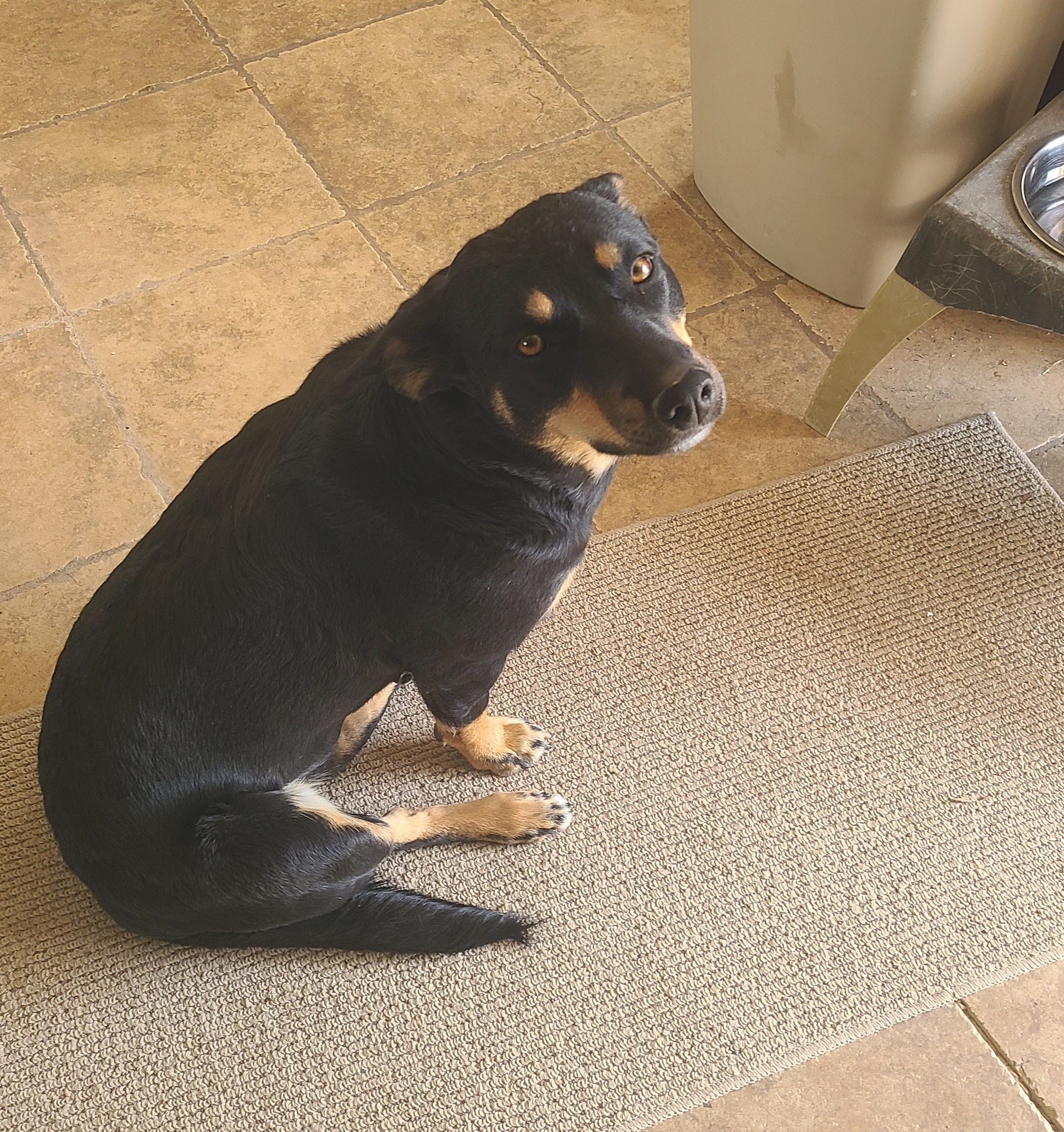 Indie, an adoptable Australian Cattle Dog / Blue Heeler, Australian Kelpie in Jerome, ID, 83338 | Photo Image 1