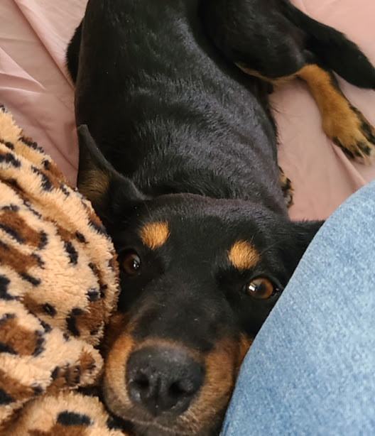 Indie, an adoptable Australian Cattle Dog / Blue Heeler, Australian Kelpie in Jerome, ID, 83338 | Photo Image 2