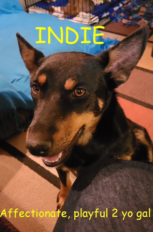 Indie, an adoptable Australian Cattle Dog / Blue Heeler, Australian Kelpie in Jerome, ID, 83338 | Photo Image 3