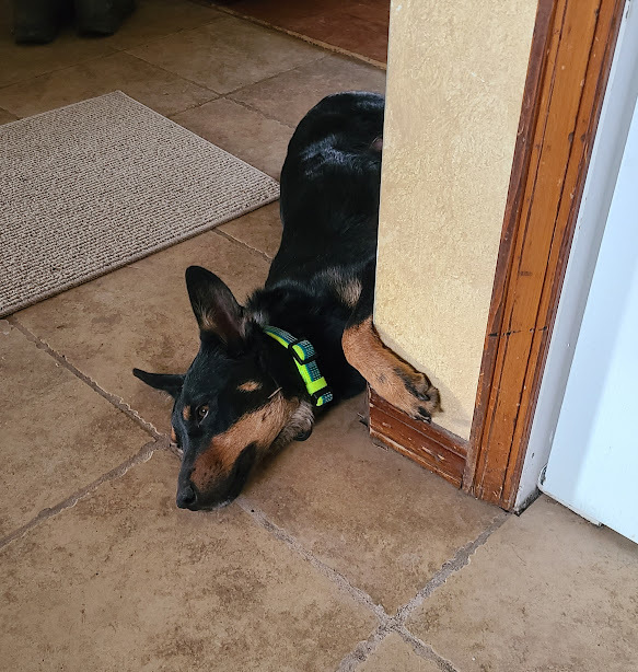 Indie, an adoptable Australian Cattle Dog / Blue Heeler, Australian Kelpie in Jerome, ID, 83338 | Photo Image 4