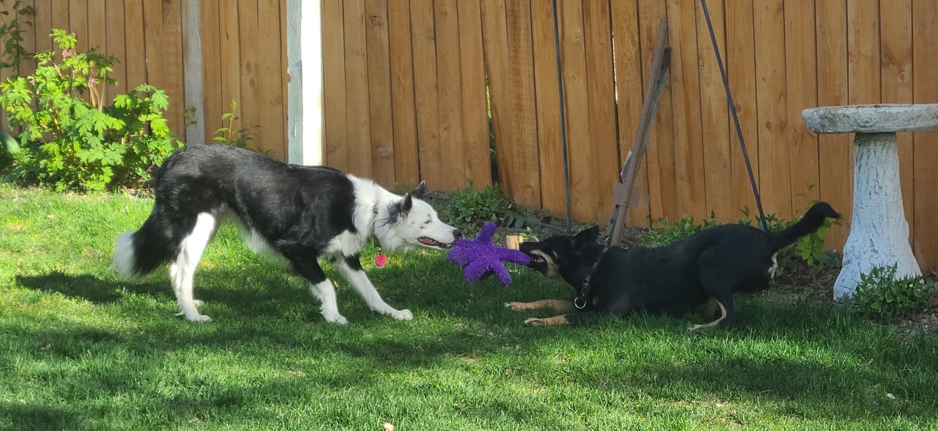 Indie, an adoptable Australian Cattle Dog / Blue Heeler, Australian Kelpie in Jerome, ID, 83338 | Photo Image 5