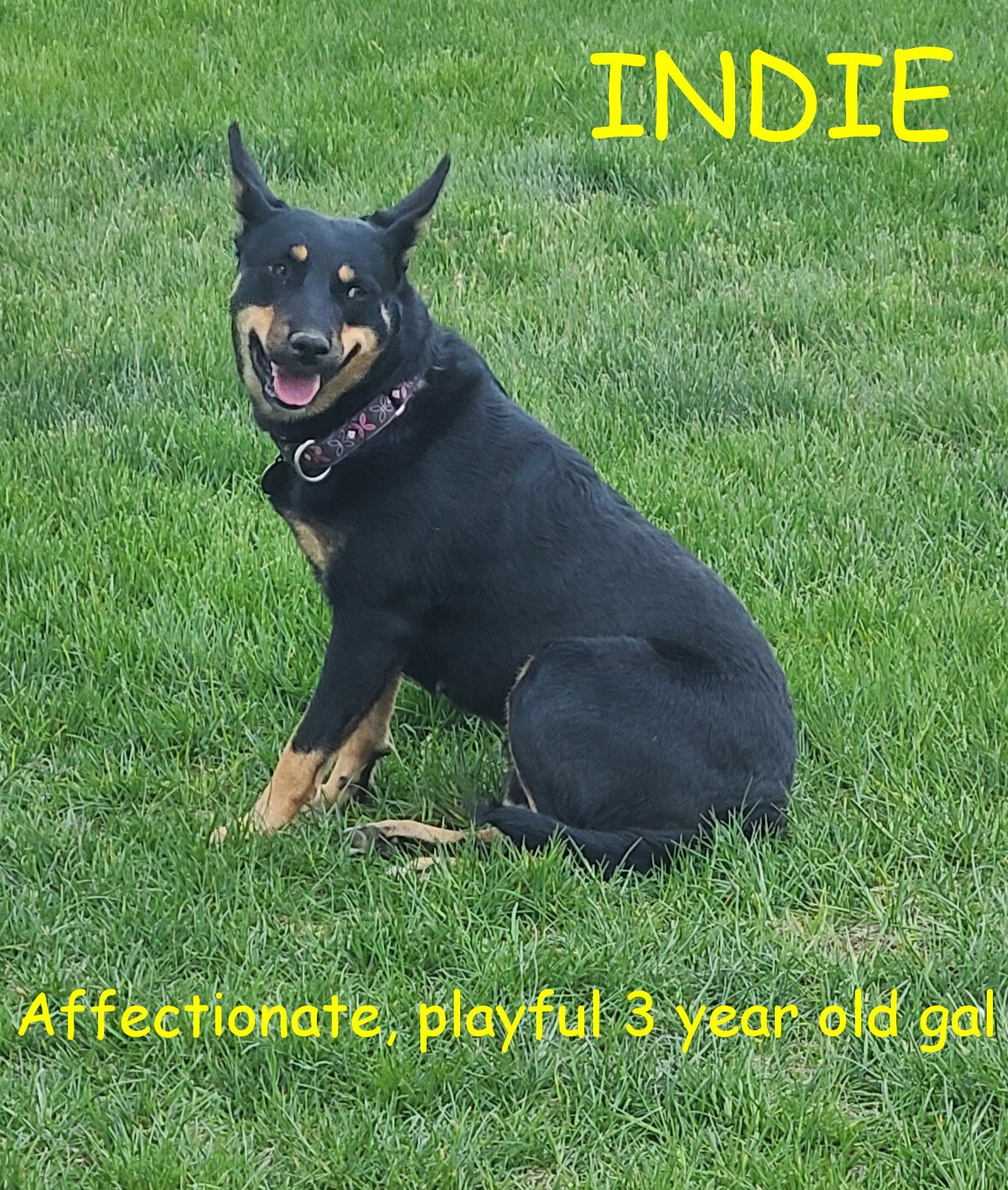 Indie, an adoptable Australian Cattle Dog / Blue Heeler, Australian Kelpie in Jerome, ID, 83338 | Photo Image 6