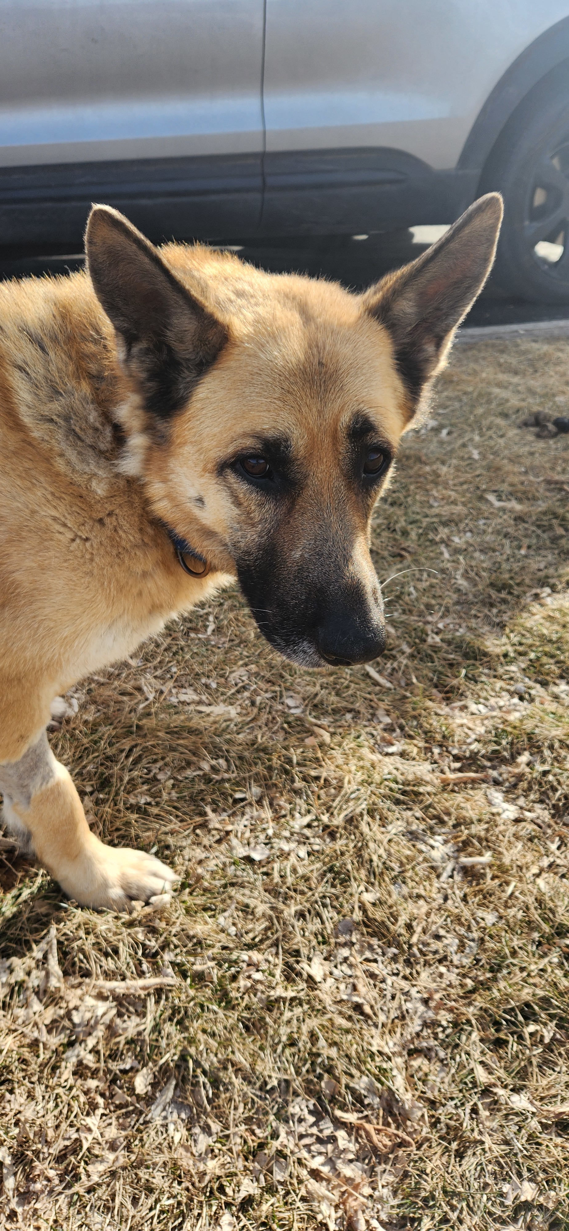 Rocky, an adoptable German Shepherd Dog in Jerome, ID, 83338 | Photo Image 1
