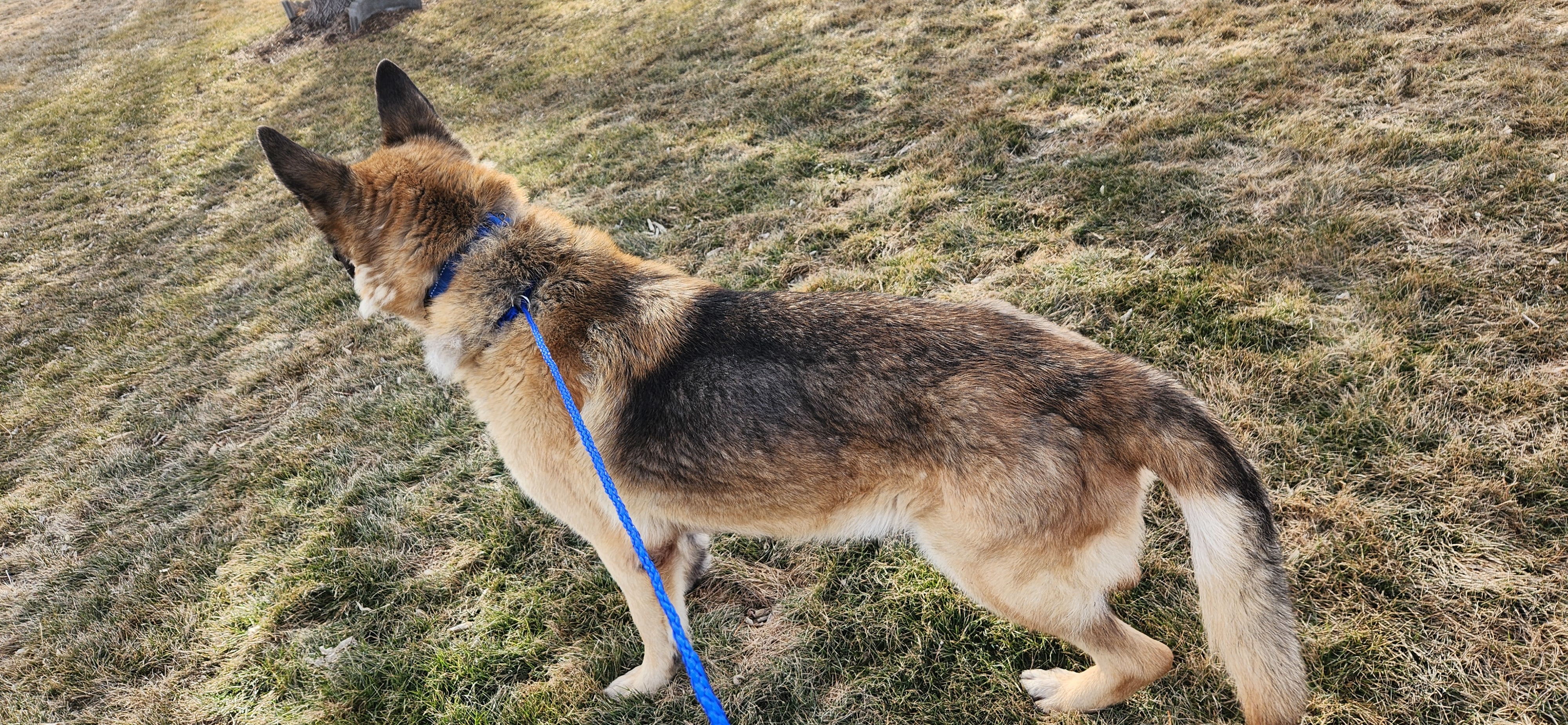 Rocky, an adoptable German Shepherd Dog in Jerome, ID, 83338 | Photo Image 2