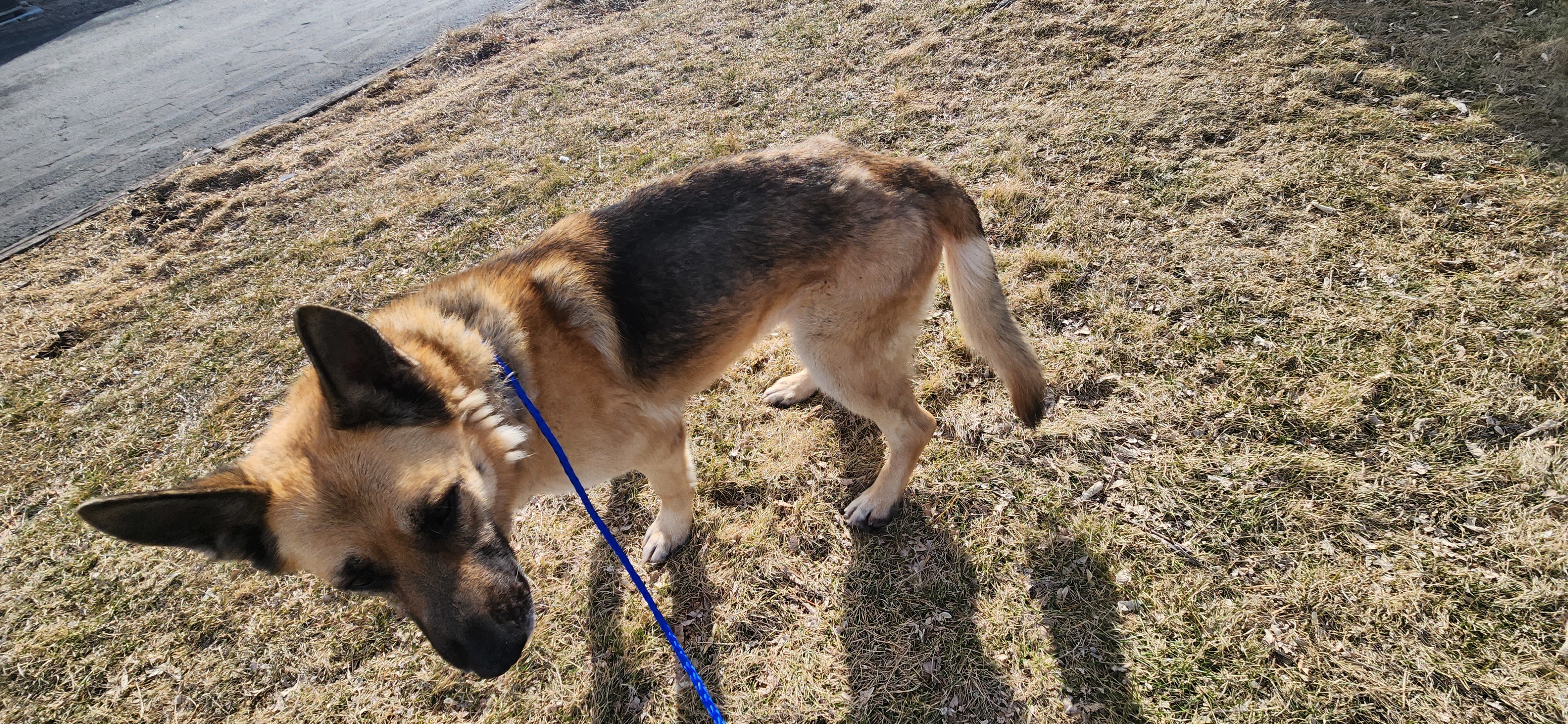 Rocky, an adoptable German Shepherd Dog in Jerome, ID, 83338 | Photo Image 3