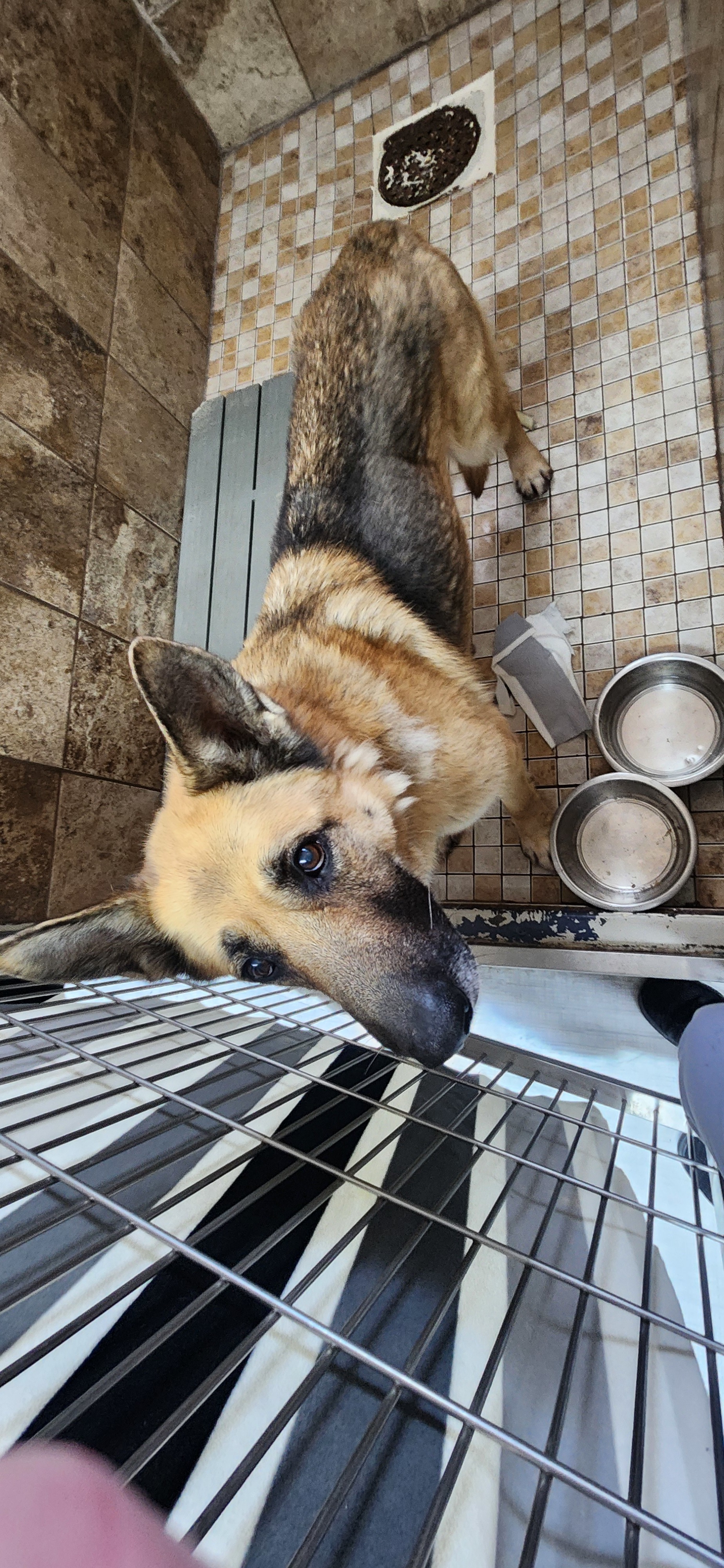 Rocky, an adoptable German Shepherd Dog in Jerome, ID, 83338 | Photo Image 4