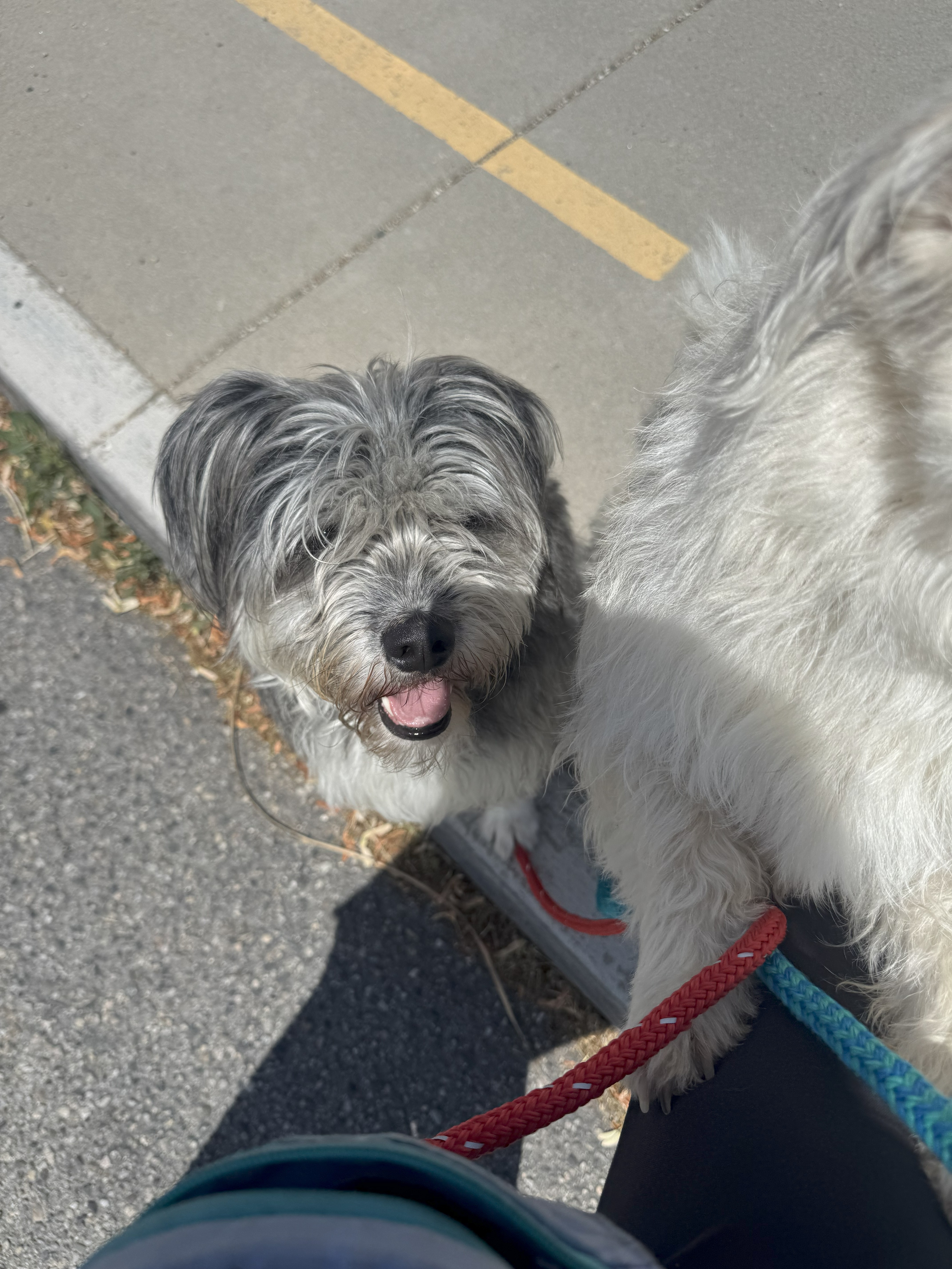 Rose, an adoptable Miniature Poodle, Miniature Schnauzer in Jerome, ID, 83338 | Photo Image 1