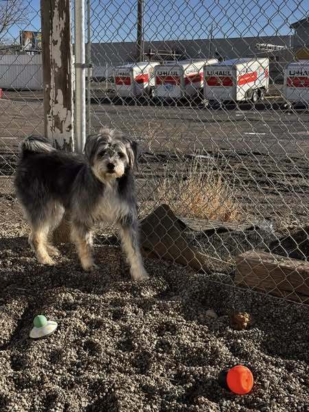 Rose, an adoptable Shih Tzu in Jerome, ID, 83338 | Photo Image 2