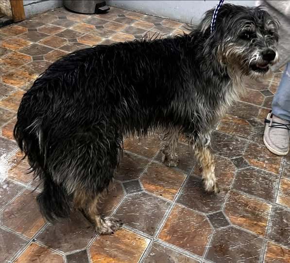 Rose, an adoptable Shih Tzu in Jerome, ID, 83338 | Photo Image 3