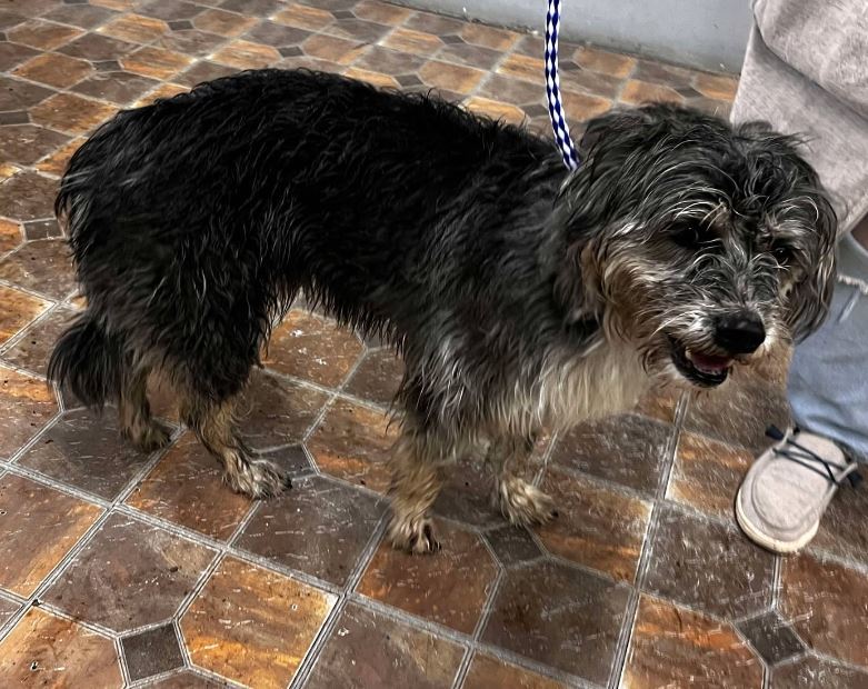 Rose, an adoptable Shih Tzu in Jerome, ID, 83338 | Photo Image 4