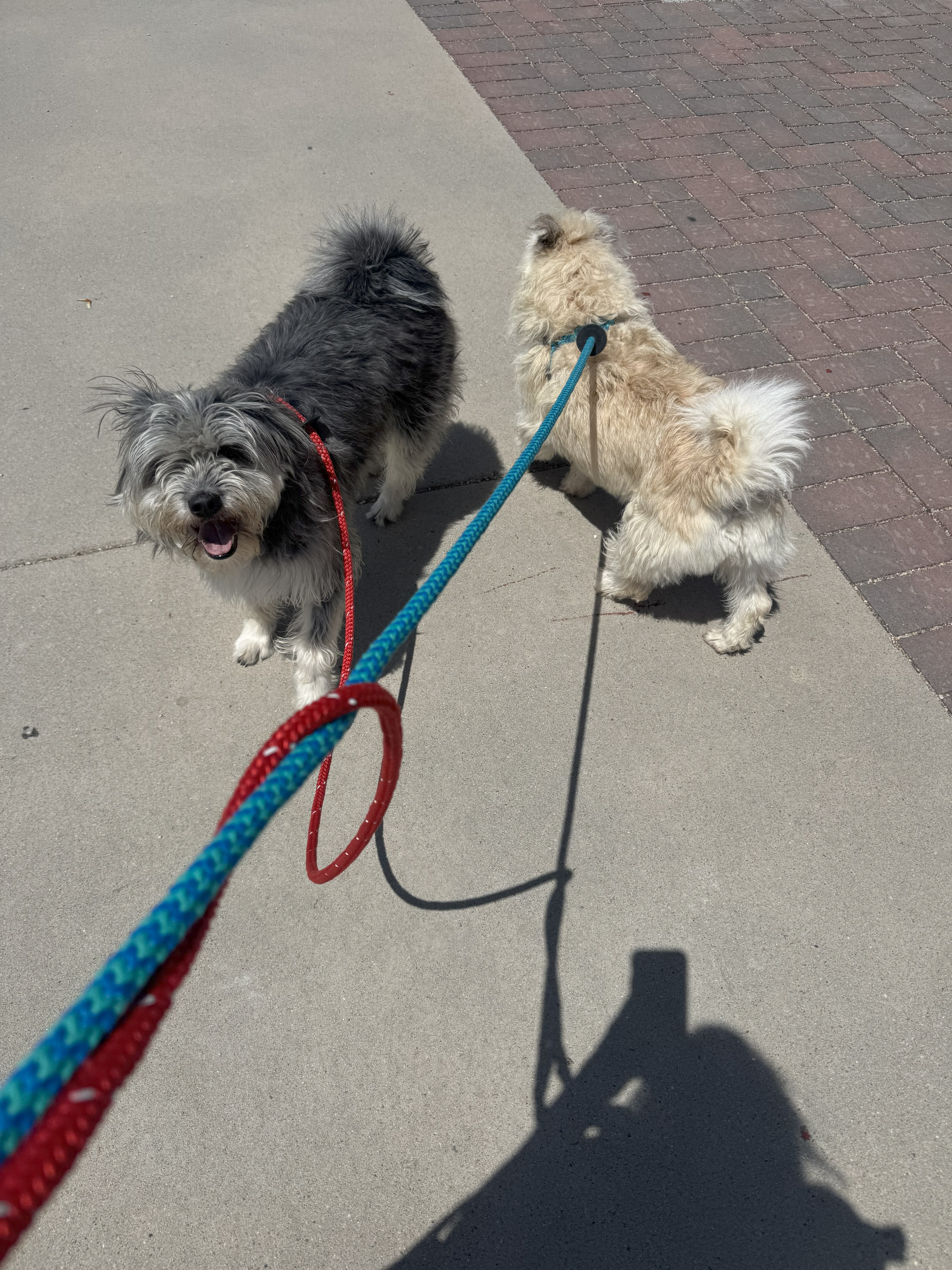 Rose, an adoptable Miniature Poodle, Miniature Schnauzer in Jerome, ID, 83338 | Photo Image 4