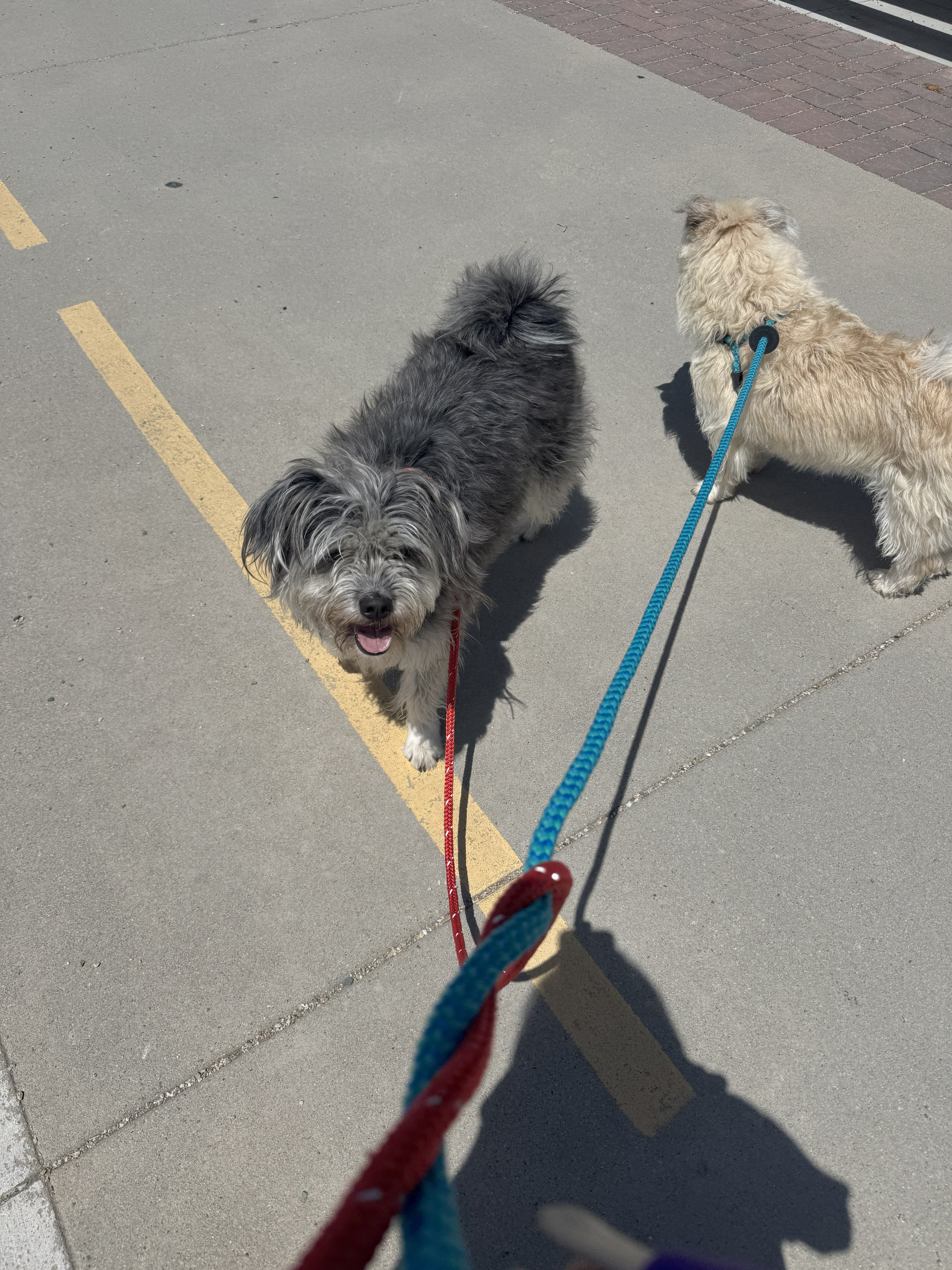 Rose, an adoptable Miniature Poodle, Miniature Schnauzer in Jerome, ID, 83338 | Photo Image 5