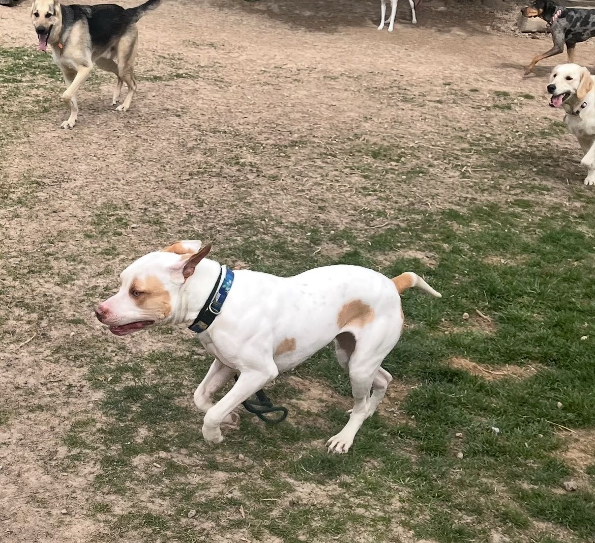 Pit-unia, an adoptable American Staffordshire Terrier in Jerome, ID, 83338 | Photo Image 2