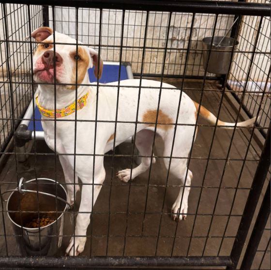 Pit-unia, an adoptable American Staffordshire Terrier in Jerome, ID, 83338 | Photo Image 4