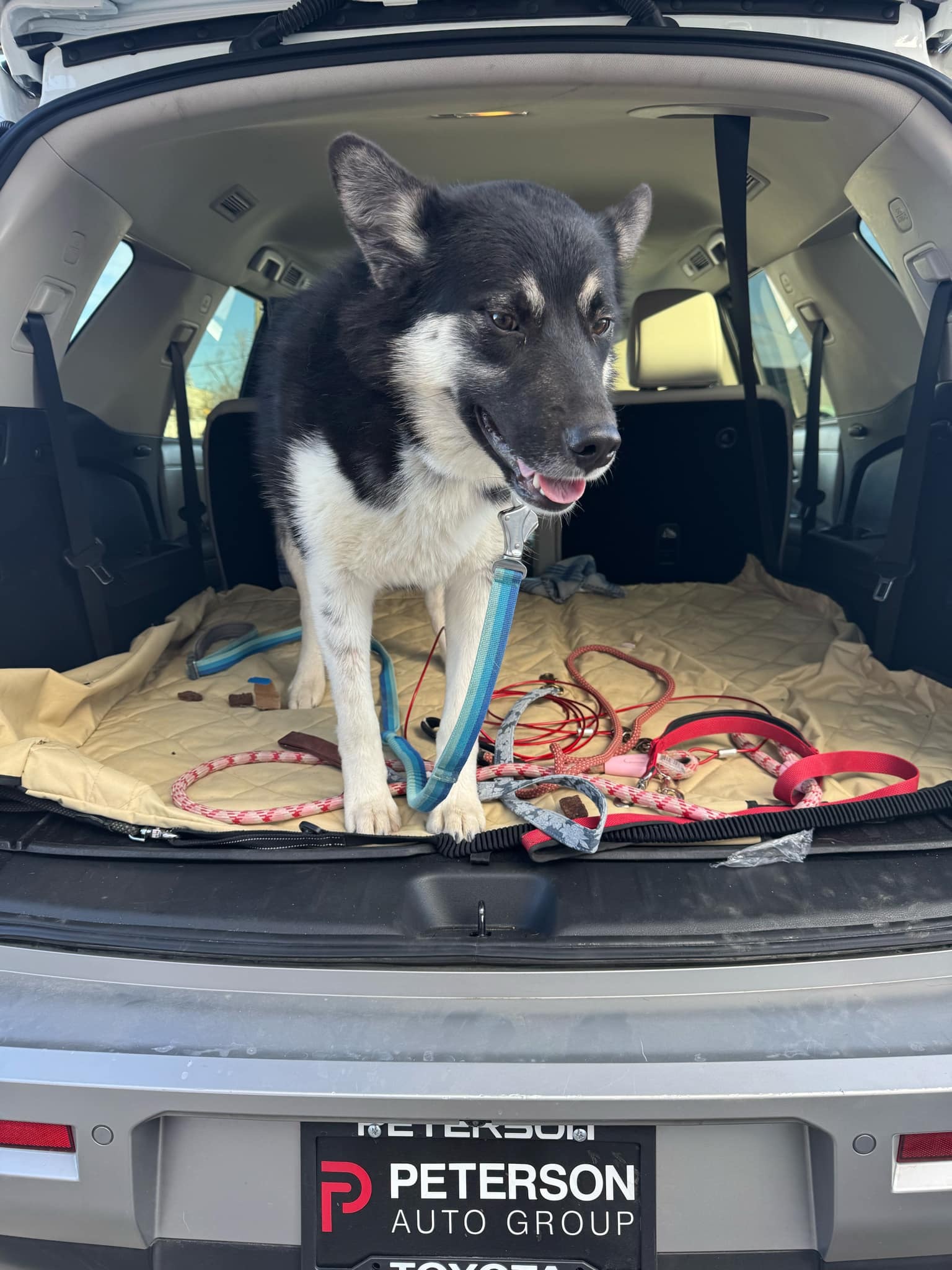 Betty, an adoptable Australian Kelpie in Jerome, ID, 83338 | Photo Image 1
