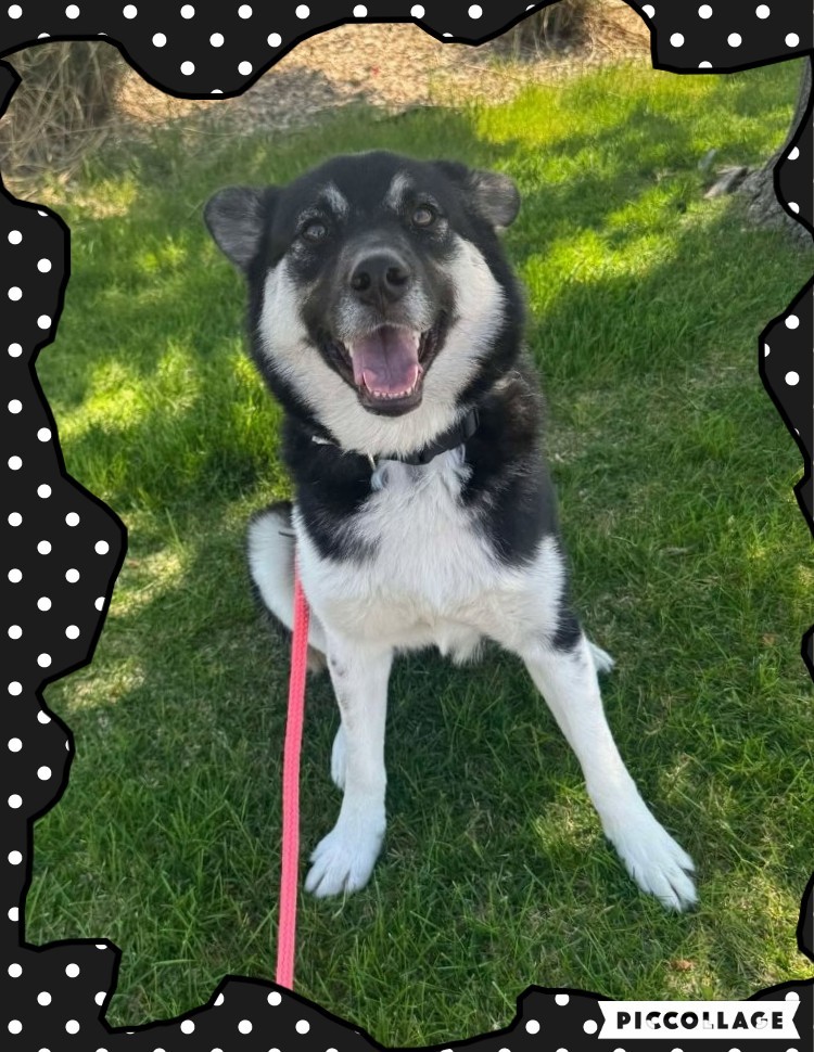 Betty, an adoptable Australian Kelpie, Cattle Dog in Jerome, ID, 83338 | Photo Image 2