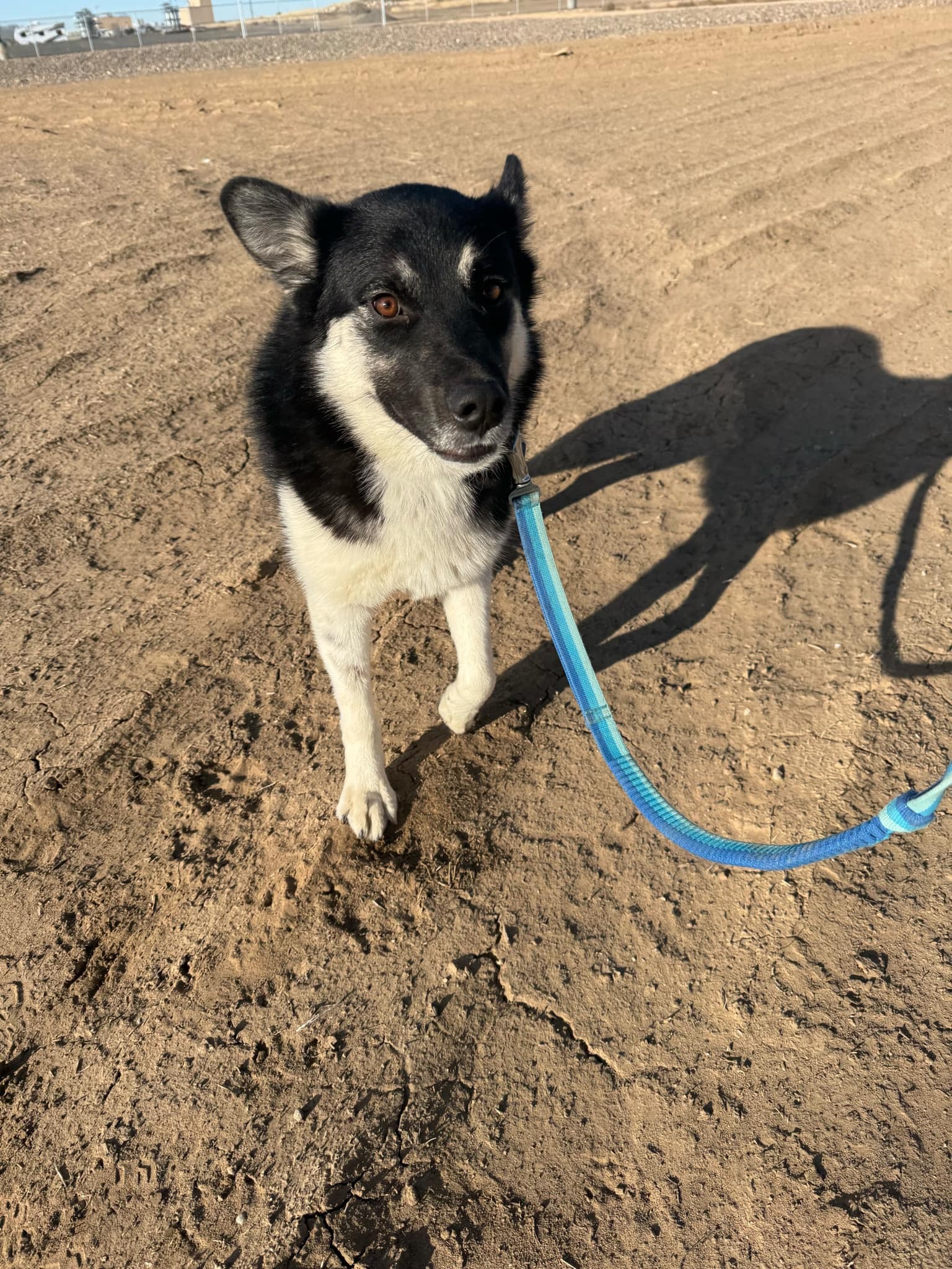 Betty, an adoptable Australian Kelpie in Jerome, ID, 83338 | Photo Image 2