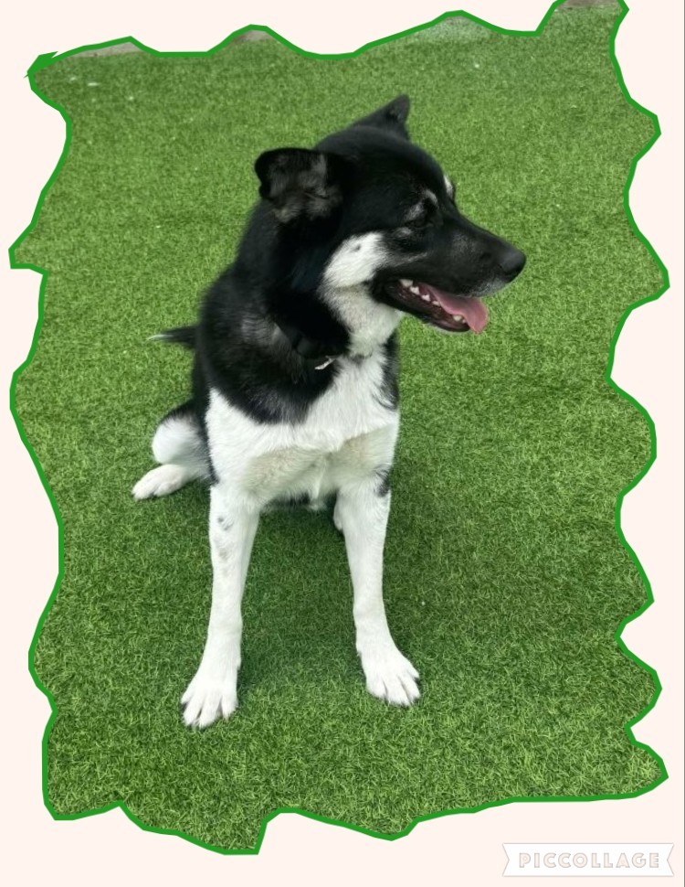 Betty, an adoptable Australian Kelpie, Siberian Husky in Jerome, ID, 83338 | Photo Image 4