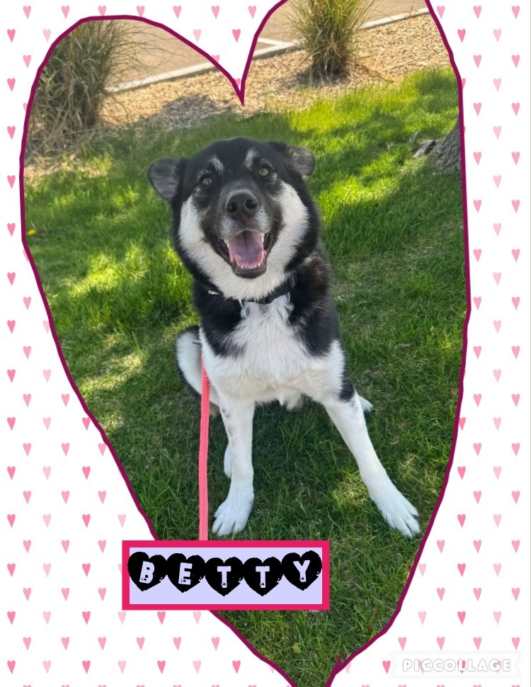 Betty, an adoptable Australian Kelpie, Siberian Husky in Jerome, ID, 83338 | Photo Image 5